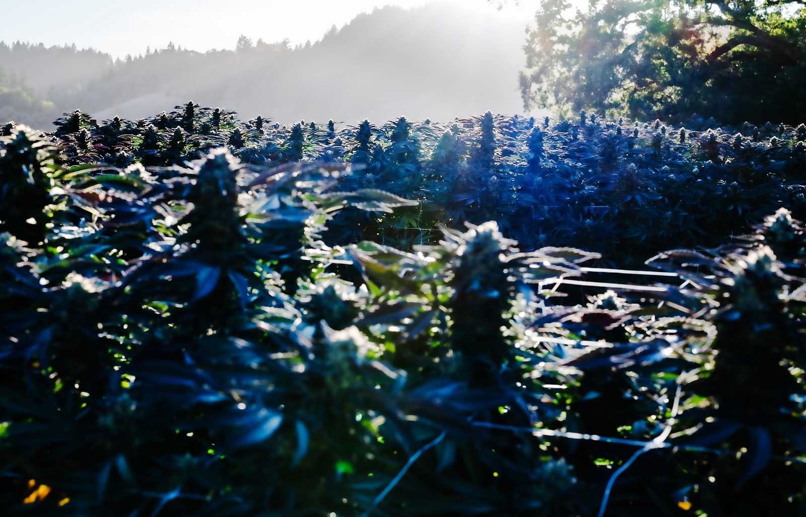 The sun cresting the ridge at dawn, firing through the field so the plants read as silhouettes rimmed in light.
