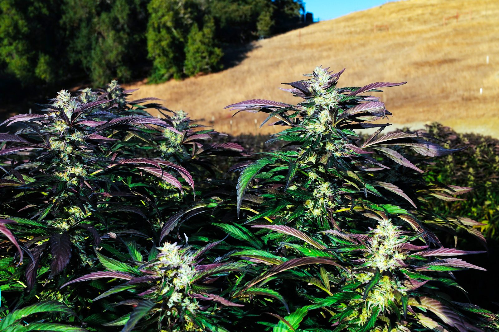 Close on the tops of the plants — frosted colas and violet fan leaves in low side light.