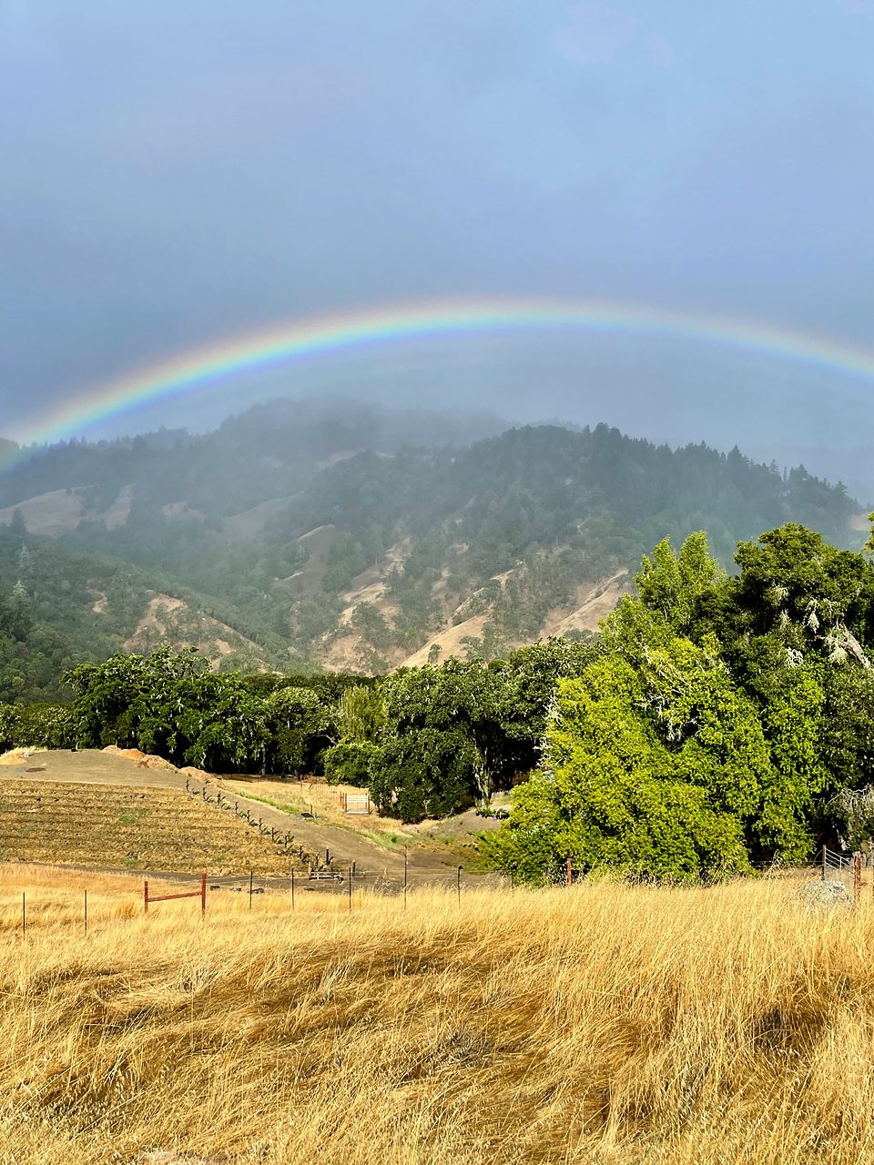 A full rainbow spanning the rain-softened hills above the farm, winter green meeting summer gold.