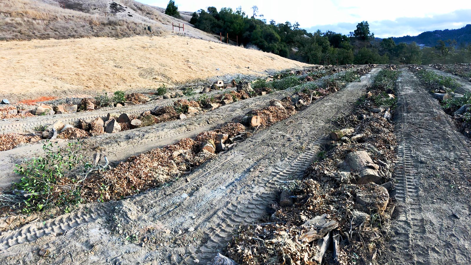 Ground-level view across freshly packed hugelkultur trenches, with whole logs, branches and leaves exposed before the rows are covered with soil.