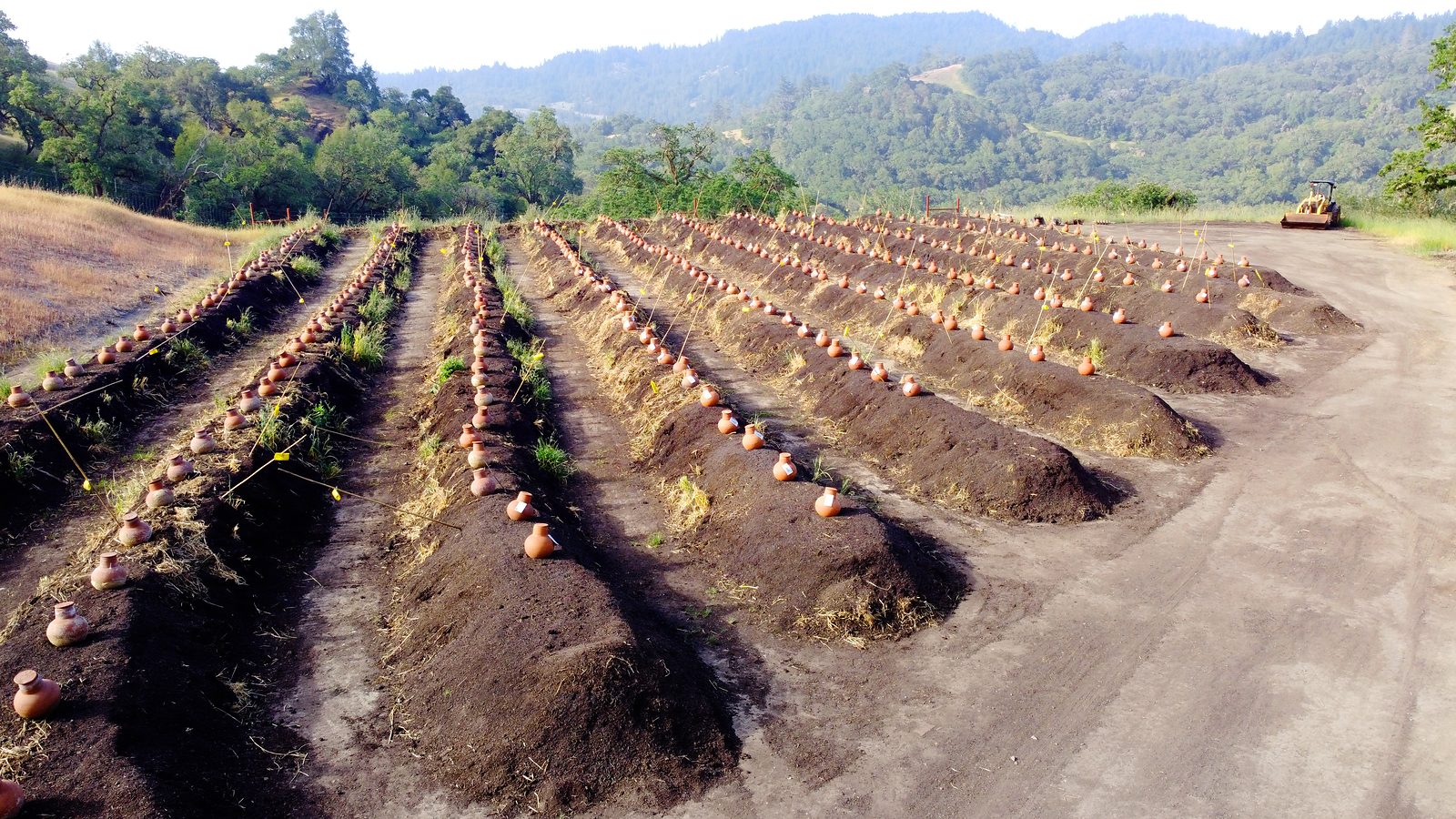 Rows of dark soil down the hillside, a terracotta olla buried to the neck beside every young plant.