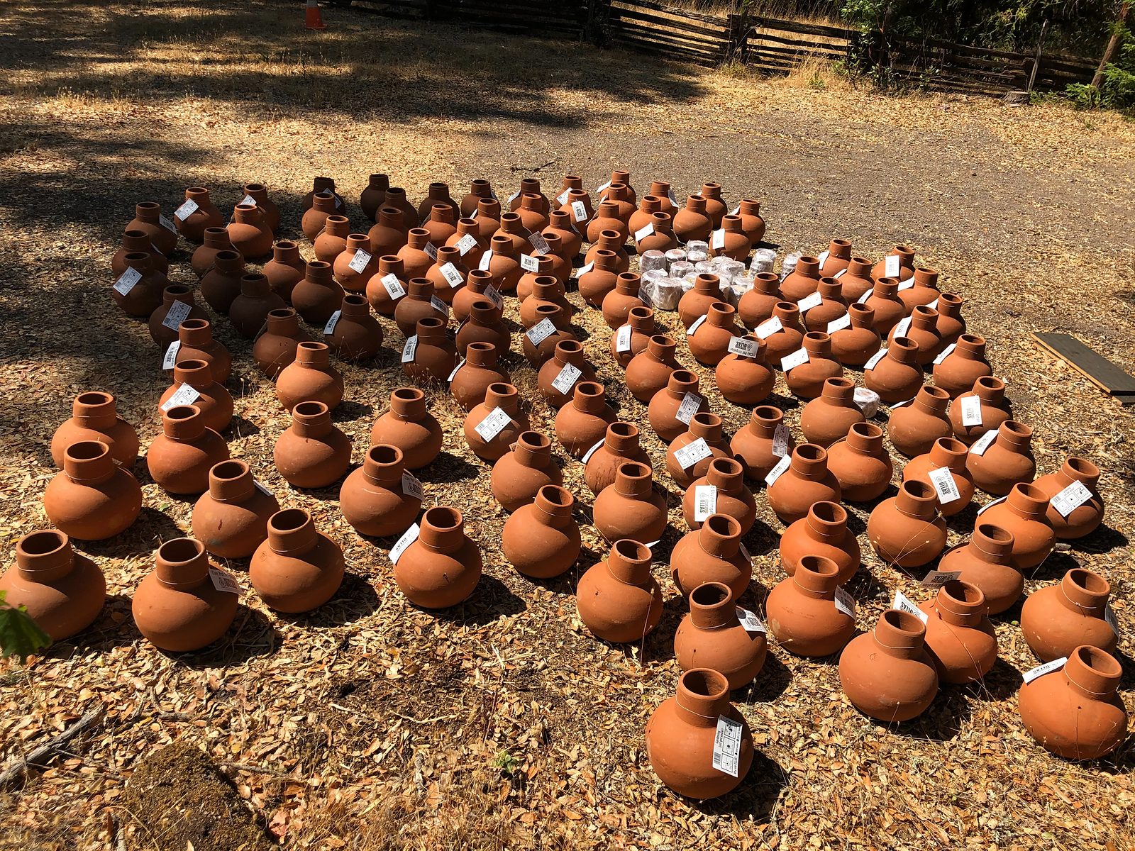 Dozens of terracotta ollas laid out on the dry ground in the sun, labels still on, waiting to be buried.