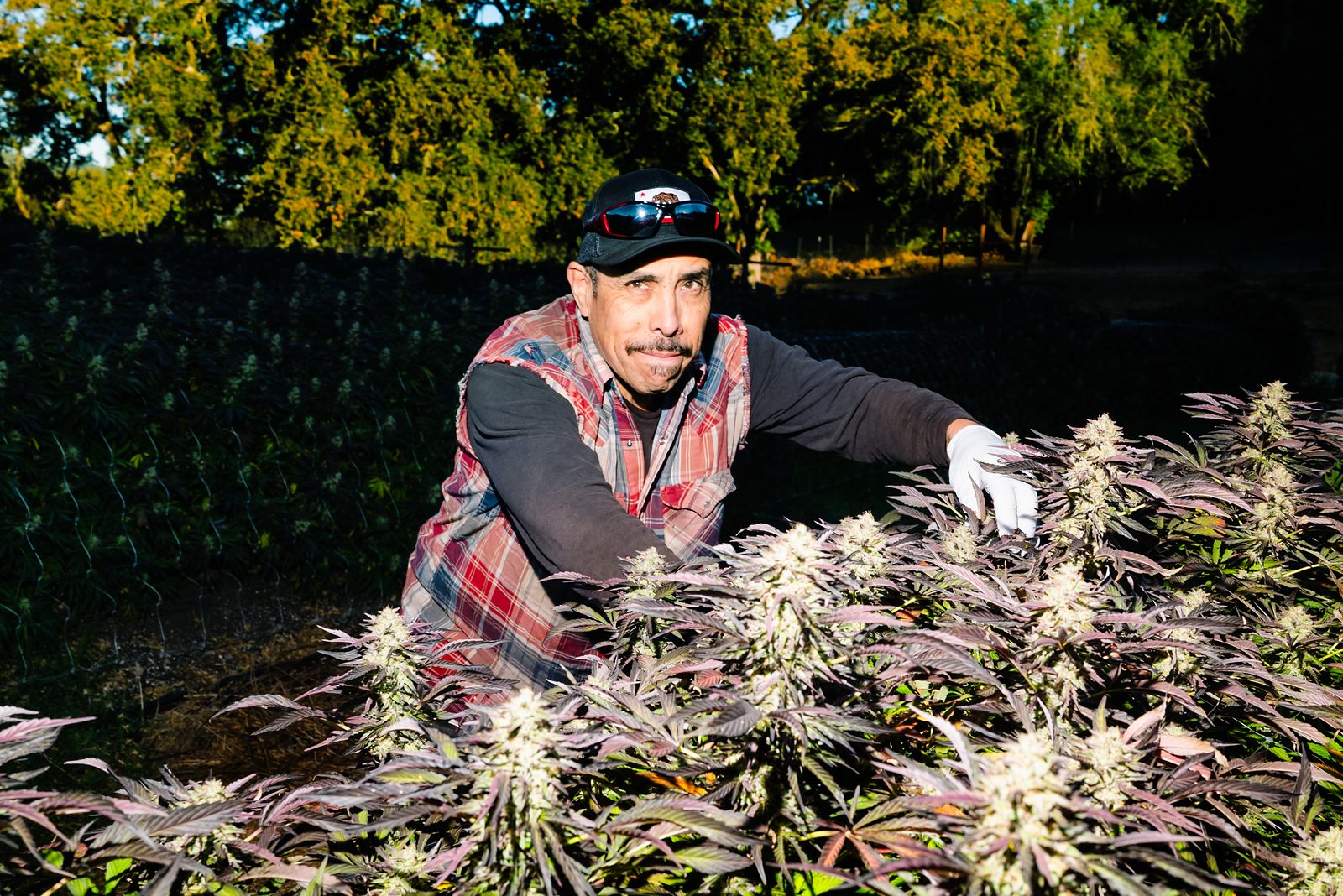 A worker in a cap and plaid vest, wearing gloves and tending mature purple-flowered cannabis at golden hour.