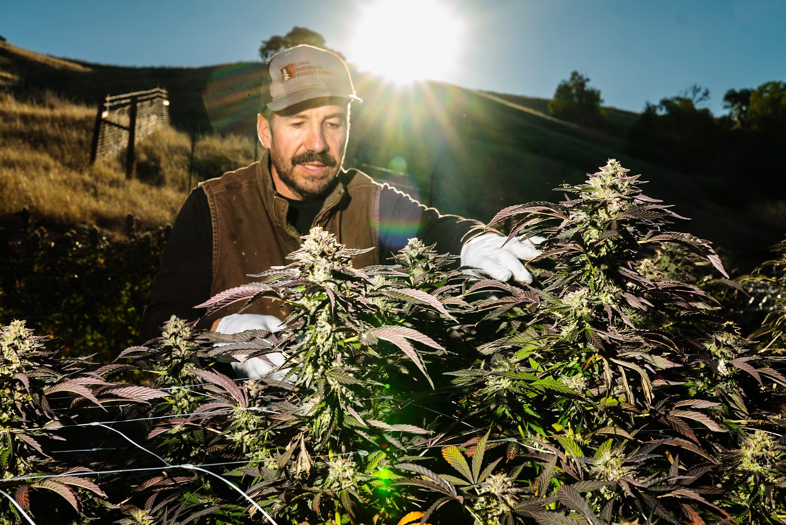 A grower in a cap and work vest, gloved hands in the top of a plant, the sun flaring over the hill behind him.