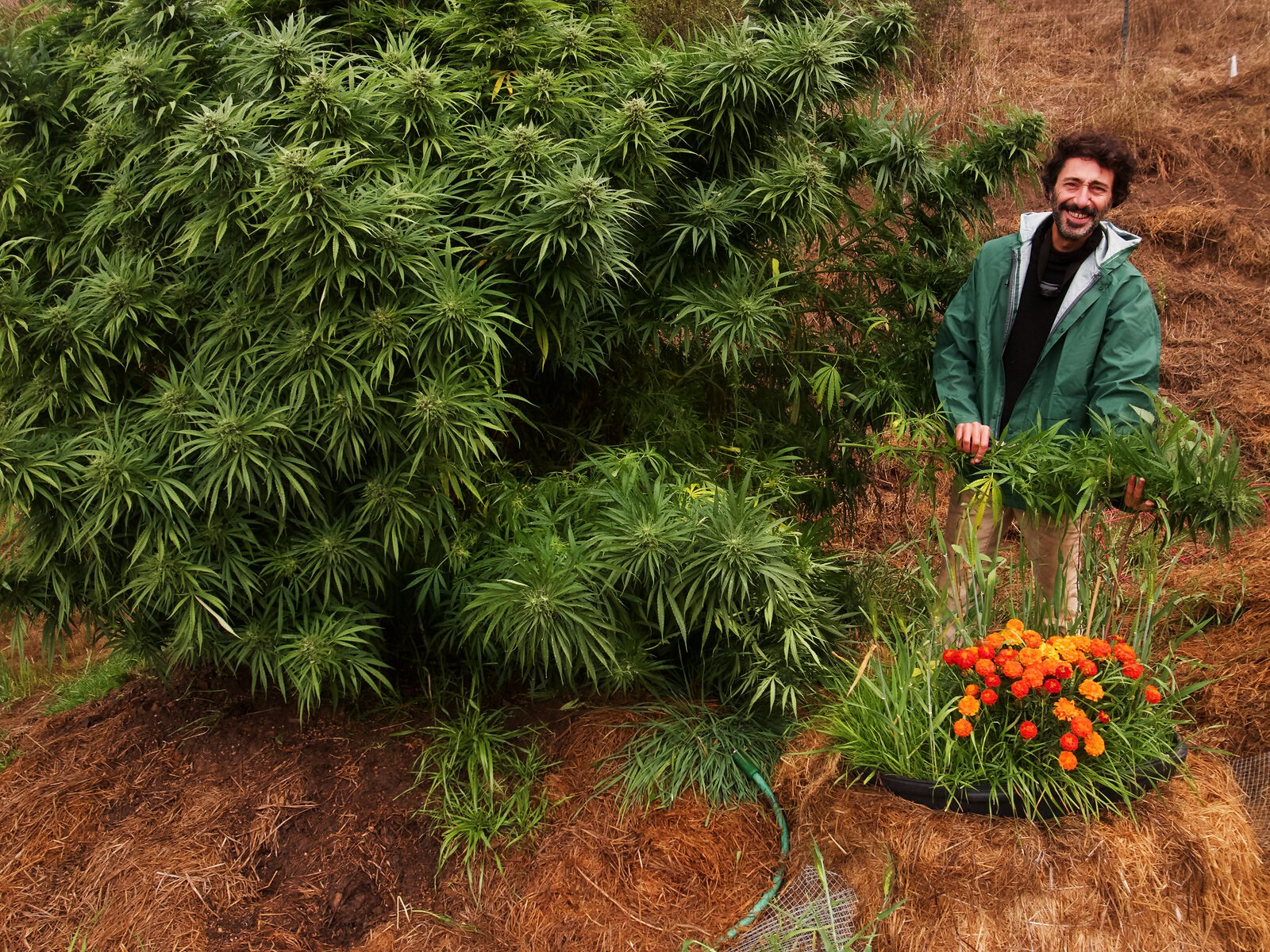 2012, Bald Hills — a grower in a green jacket grinning beside a plant twice his size, marigolds blazing at its feet.