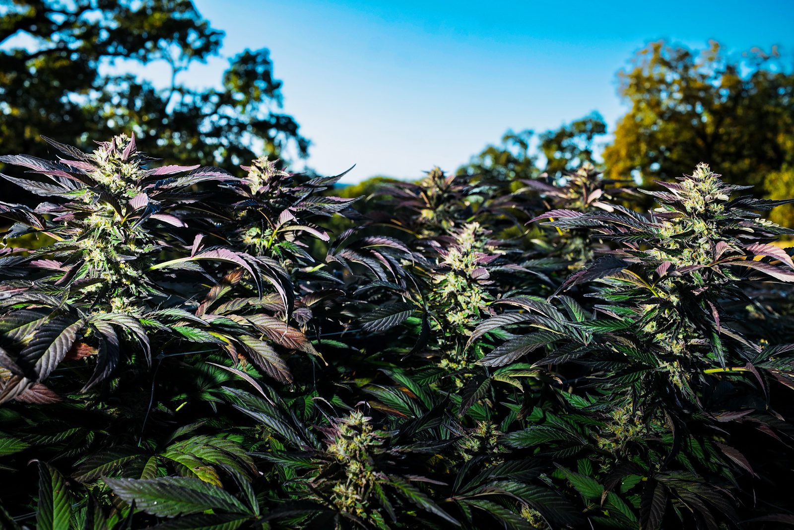 Frosted colas and violet fan leaves against a deep blue sky, oaks bracketing the frame.