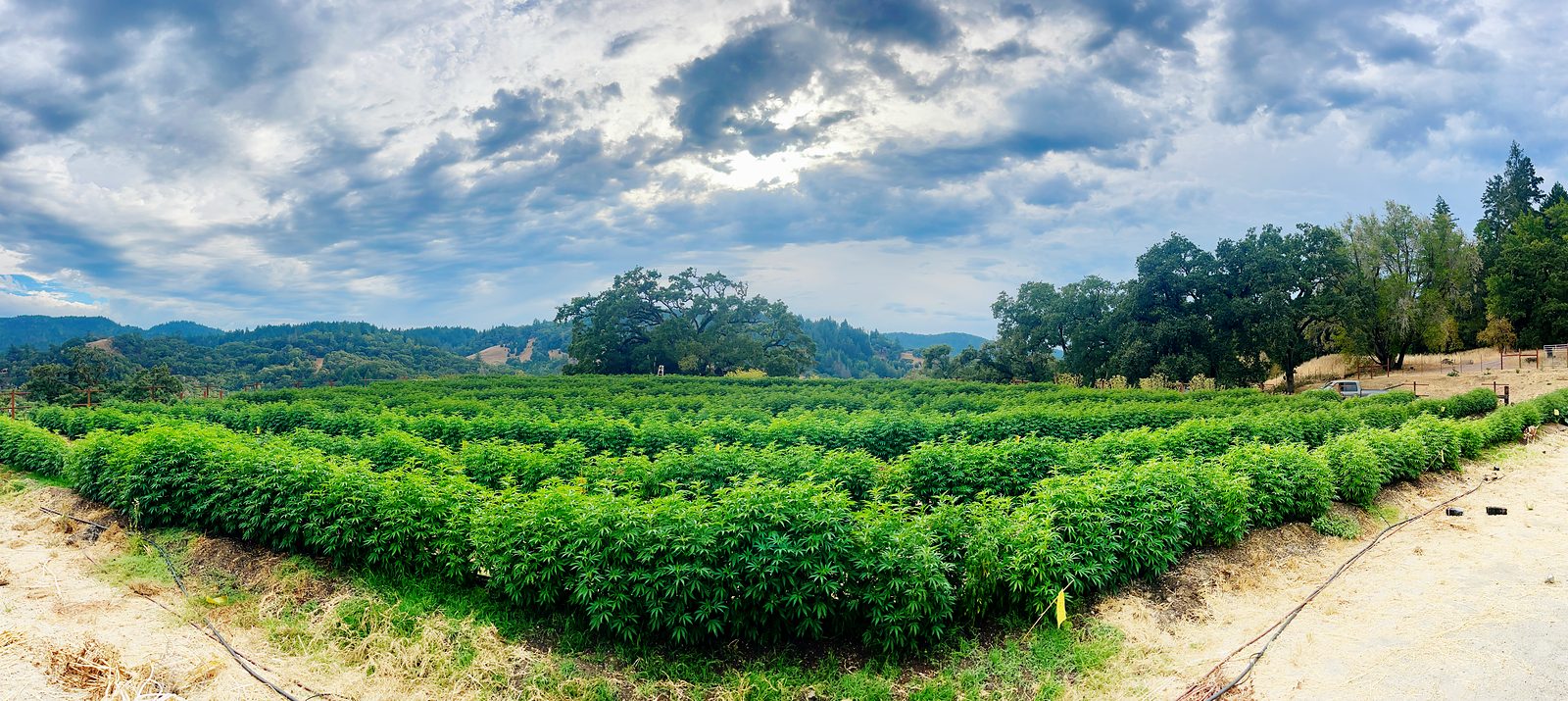 The full sun-grown field beneath a broad, storm-textured sky, rows of plants filling the valley floor.