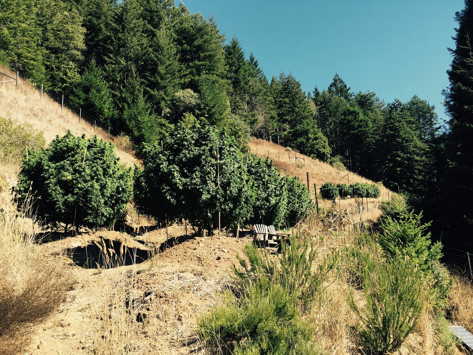 Full-term cannabis plants stepping down a dry hillside at the edge of the redwood forest.