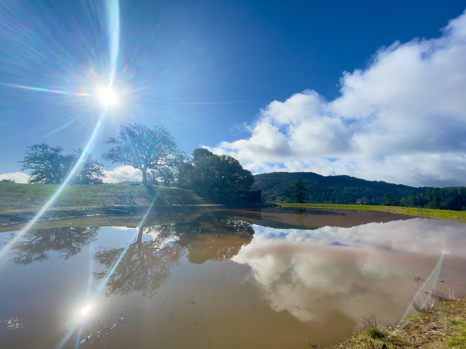The pond as a mirror — sun flaring twice, once in the sky and once off the water, an oak doubled on the surface.